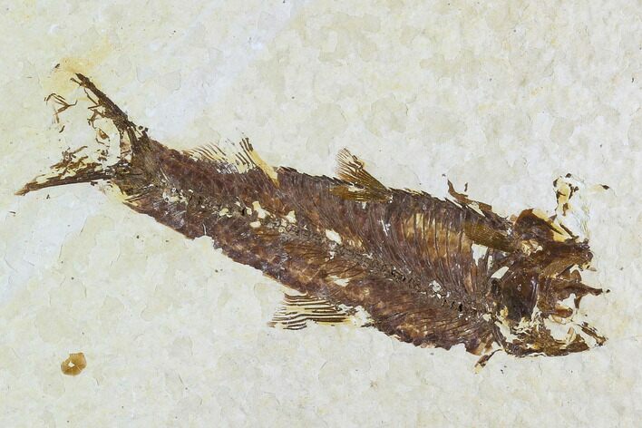 Bargain Fossil Fish (Knightia) - Wyoming #108309